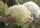  Fehér hortenzia, palánták 2-3 literes edényben, 30-40 cm
