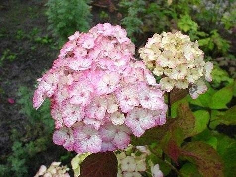  Kék, tarka, rózsaszín hortenzia, palánta 1-2l-es edényben, 10-20 cm