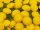  Sárga őszirózsa, csupasz gyökerű palánta, 10 cm