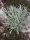  Olasz Helichrysum Magi Maggi, a palánta áttelel és szagol