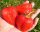 Erdei szamóca és eper Elsanta - Grandarosa - Élénk csupasz gyökér palánta 10-15 cm