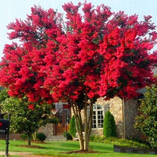  INDIAN LAGERSTROEMIA VÖRÖS, DÉL NÉLKÜL, A VILÁG LEGHOSSZABBAN VIRÁGÍTÓ CSERE