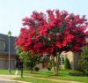 INDIAN LAGERSTROEMIA VÖRÖS, DÉL NÉLKÜL, A VILÁG LEGHOSSZABBAN VIRÁGÍTÓ CSERE