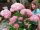  Rózsaszín hortenzia, palánták 2-3l-es edényben, 15-30 cm