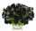  Black Surfinia, ritka függő petúnia palánta