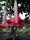  Brugmansia vörös Thea Liebling /datura/