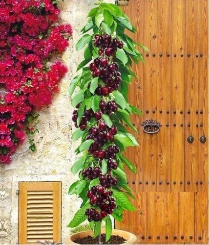  Cseresznye és cseresznye Aszerint Leírás: palánta bálában 130-160 cm