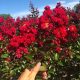  Lagerstroemia PETITE RED 120 napig virágzik (Lagerstroemia indica) C2 csíranövény