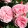  Rózsaszín rózsa palánta 30 cm-es bálában