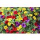  Surfinia csomag 4x Surfinia Petunia Calibrachoa Million Bells