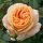  Sárga rózsa palánta 30 cm-es bálában
