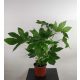  Japán Fatsia Fatsia japonica 65-75 cm