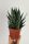 Aloe Aloe aristata Tiki Tahi 17 cm
