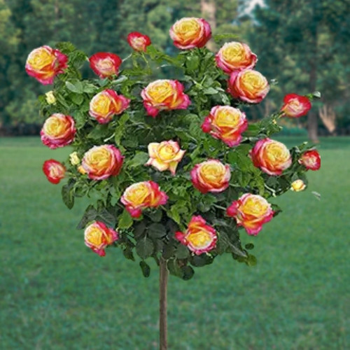  Rózsapalánta 3-5 literes edényben