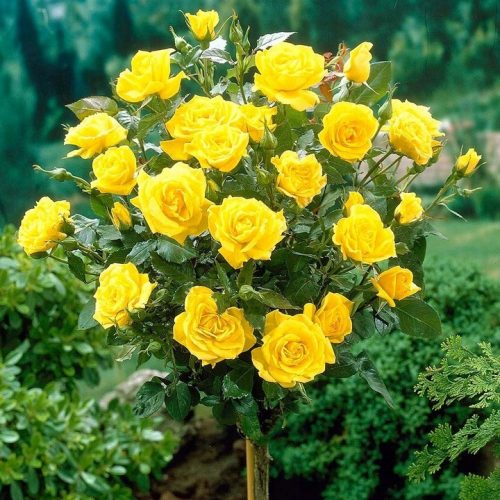 Sárga rózsa palánta 3-5 literes edényben