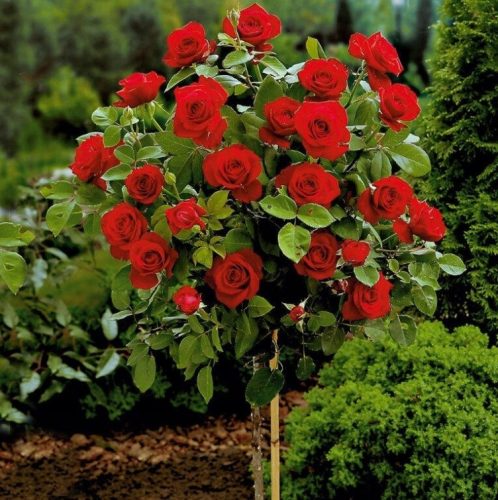  Vörös rózsa palánta 3-5 literes edényben