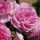  Rózsaszín rózsa palánta csupasz gyökérrel