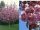  ROYAL BURGUNDY Japán cseresznye fazékban