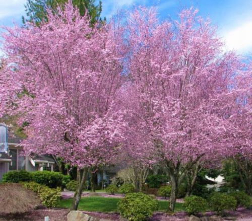  Cseresznyeszilva PISSARDI díszszilva NAGYVETÉS Prunus cerasifera