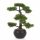  Cédrus bonsai fa 48 cm