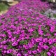  Petunias Supertunia VISTA Jazzberry P7 - 6 db