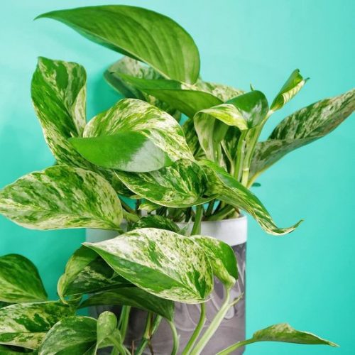  Epipremnum Marble Queen palánta 0,5-1 literes edényben