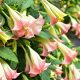  Brugmansia datura PINK ANGEL TRUMTS