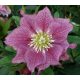  EASTERN HELLEBORE DOUBLE DARK PINK - palánták cserépben