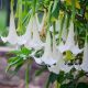  Brugmansia sanguinea datura FEHÉR ANGYALTRUMPÁK