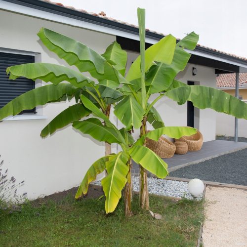  Musa Basjoo banán növény, palánta 0,5-1 literes edényben