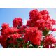  Red Lagerstroemia Red Imperator 20-40cm C1.5