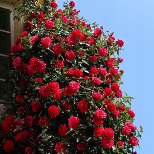  Vörös rózsa palánta 2-3 literes edényben