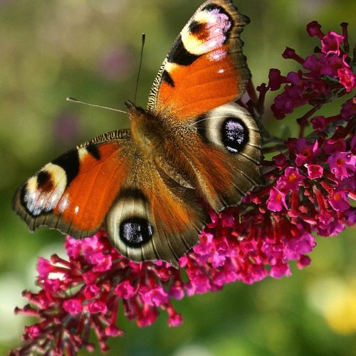  Buddleia davidii piros, rózsaszín PRINCE CHARMING - lepkebokor palánta