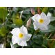  Mandevilla Sundaville Dipladenia Rio White palánta