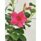  Mandevilla Sundaville Dipladenia Rio Pink palánta