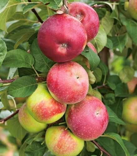  LOBO almafák, csupasz gyökerű palánta, 100-130 cm