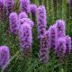  Liatris spicata 'Kobold' - Liatris spicata 'Kobold' SZEMÉLYES VETŐKERT