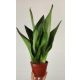  Sansevieria Sansevieria Moonshine 30 cm