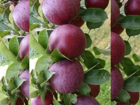  Spártai almafák, csupasz gyökerű palánta, 100-130 cm