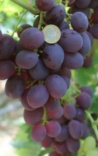  Alföldi szőlő 40-60 cm