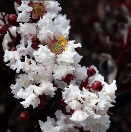  Lagerstroemia Black Diamond - Pure White, fehér P9