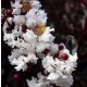  Lagerstroemia Black Diamond - Pure White, fehér P9