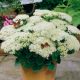  Sedum STARDUST WHITE NICE SOOT 2L