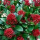  SKIMMIA JAPONICA RUBELLA JAPÁN SKIMIA