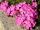  Phlox virágszőnyeg 120 napig virágzik, palánta rózsaszín