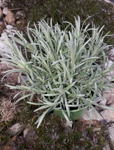  Az olasz Helichrysum Magi Maggi, a palánta áttelel, CARRY és MAGGI illata van egyben