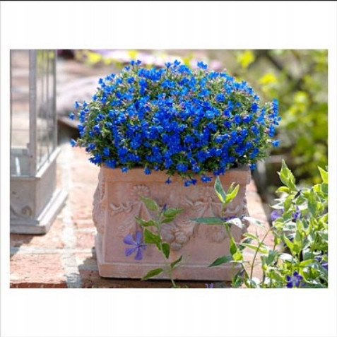  Litodora gyönyörű kék folt virág palánta