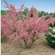  Tamarisk PINK MIST - A tavasz varázsa