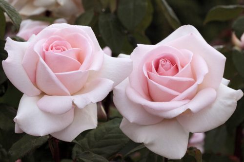  Rózsaszín rózsa palánta bálában