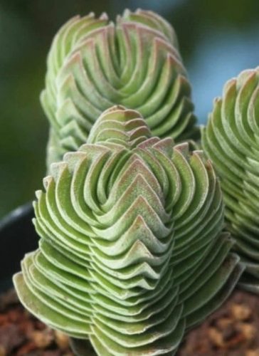 Crassula "Buddha temploma" Zamatos Crassula